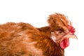 Portrait of a brown chicken isolated on white background Royalty Free Stock Photo