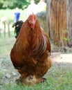 Portrait of brown chicken. Real chicken in the farm