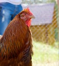 Portrait of brown chicken. Real chicken in the farm