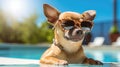 Portrait of brown chihuahua dog wearing sunglasses sitting by swimming pool