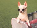 Brown chihuahua dog wearing sunglasses  in traveler pet carrier bag, ready to travel. Safe travel with animals Royalty Free Stock Photo