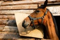 portrait of a brown color horse looking out of a stall window. Royalty Free Stock Photo