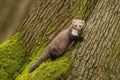Portrait of brown colored white breasted marten, Martes foina, with fluffy fur Royalty Free Stock Photo