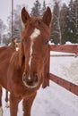 Portrait of a brown colt with a white stripe on the muzzle Royalty Free Stock Photo