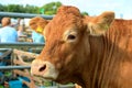 Portrait of a brown cow at an agricultural show Royalty Free Stock Photo