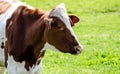 Brown cow at an agricultural show.