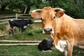 Portrait of a brown cow with a bell and horns Royalty Free Stock Photo