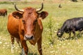 Portrait of a brown cow bull with horns on a green meadow with white flowers. The head looks straight, the dark eyes Royalty Free Stock Photo