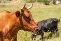 Portrait of a brown cow bull with horns on a green meadow with white flowers. Head turned to the right, the dark eyes Royalty Free Stock Photo