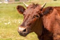 Portrait of a brown cow bull with horns on a green meadow with white flowers. The muzzle is turned to the left, the dark Royalty Free Stock Photo