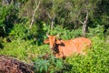 Portrait of a brown cow that eats green tree branches Royalty Free Stock Photo