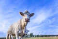 Portrait of brown cow in a field Royalty Free Stock Photo