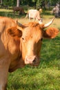 portrait of a brown cow grazing in a meadow Royalty Free Stock Photo