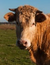 Portrait of a brown cow with horns Royalty Free Stock Photo