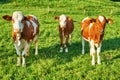 Portrait of brown cow Royalty Free Stock Photo