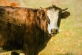 Portrait of brown cow with white face Royalty Free Stock Photo