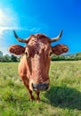 Portrait of a brown curious cow