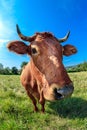Portrait of a brown curious cow