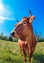 Portrait of a brown curious cow Royalty Free Stock Photo
