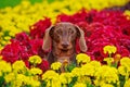 Dachshund brown close up in colors Royalty Free Stock Photo