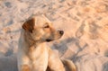 Portrait of brown dog at a beach with light of sunrise Royalty Free Stock Photo