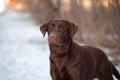 Portrait of a brown dog breed Labrador Retriever in a winter park Royalty Free Stock Photo