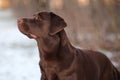 Portrait of a brown dog breed Labrador Retriever in a winter park Royalty Free Stock Photo