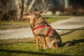 Portrait of brown dog, mixed breed, red dog collar Royalty Free Stock Photo