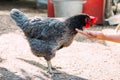 Portrait of brown domestic hen with red crest on head.Chicken poultry producing natural meat eggs. chick growing in incubator farm