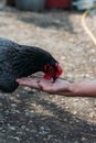 Portrait of brown domestic hen with red crest on head.Chicken poultry producing natural meat eggs. chick growing in incubator farm Royalty Free Stock Photo