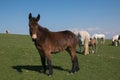 Portrait of brown donkey on green mountain meadow Royalty Free Stock Photo