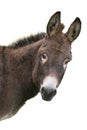 Portrait brown donkey isolated on white background
