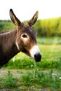 Portrait of a brown donkey outside in the field
