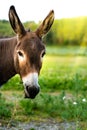 Portrait of a brown donkey outside in the field