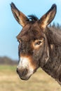 Portrait of a brown donkey in a paddock Royalty Free Stock Photo