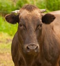 Portrait of a brown Dutch cow with horns Royalty Free Stock Photo