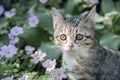 Cute tabby kitten outside in a garden with foliage and flowers Royalty Free Stock Photo