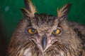 Portrait of brown filin, close up of wild bird head Royalty Free Stock Photo