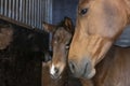 A portrait of a brown filly head, newborn in a horse box, is standing next to the mother Royalty Free Stock Photo