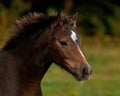 Portrait of brown foal in closeup of head Royalty Free Stock Photo