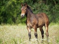 Portrait of the brown foal Royalty Free Stock Photo