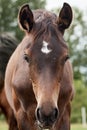 Portrait of a brown foal in the pasture Royalty Free Stock Photo