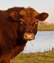 Portrait of a brown Galloway bull