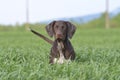 Portrait of a brown German shorthaired pointer