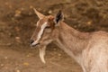 Portrait of a brown goat in barn