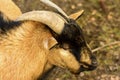 Portrait of a brown goat with big horns Royalty Free Stock Photo