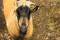 Portrait of a brown goat with big horns Royalty Free Stock Photo