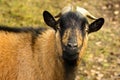 Portrait of a brown goat with big horns Royalty Free Stock Photo