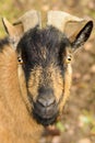 Portrait of a brown goat with big horns Royalty Free Stock Photo