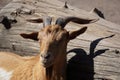 Portrait of a brown goat with big horns standing next to an old, cut tree trunk Royalty Free Stock Photo